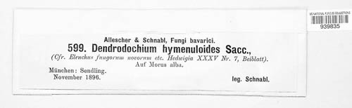 Dendrodochium image